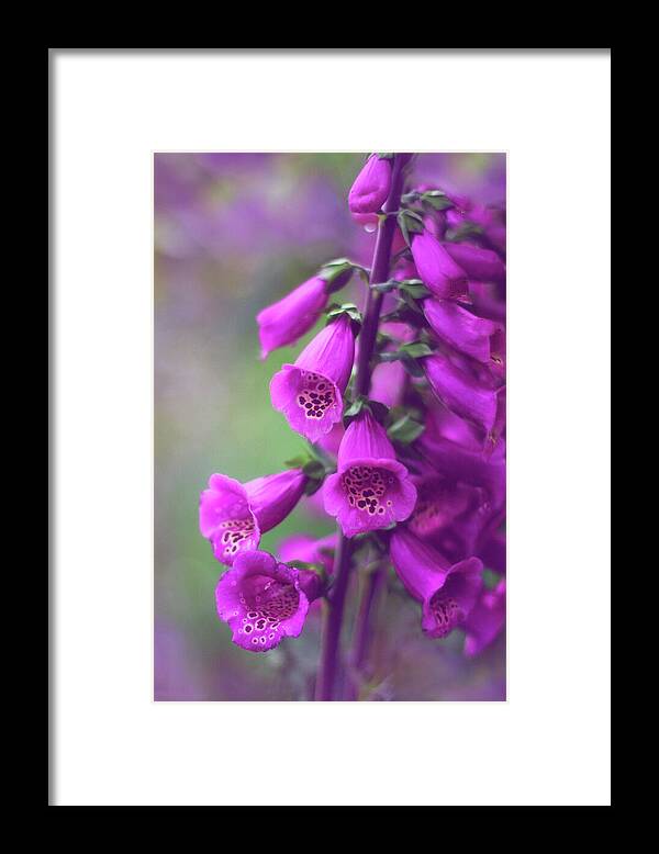 Foxglove Framed Print featuring the photograph Fancy Foxglove by Jessica Jenney