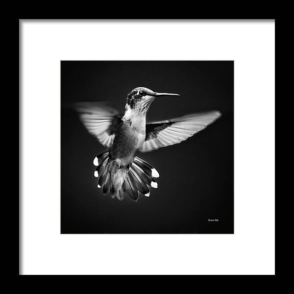 Hummingbird Framed Print featuring the photograph Fantail Hummingbird by Christina Rollo