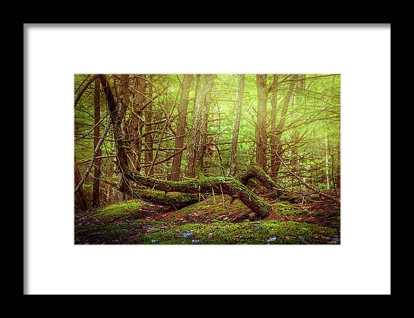 Deep In The Woods Framed Print featuring the photograph Fantasy woods 1 by Lilia S