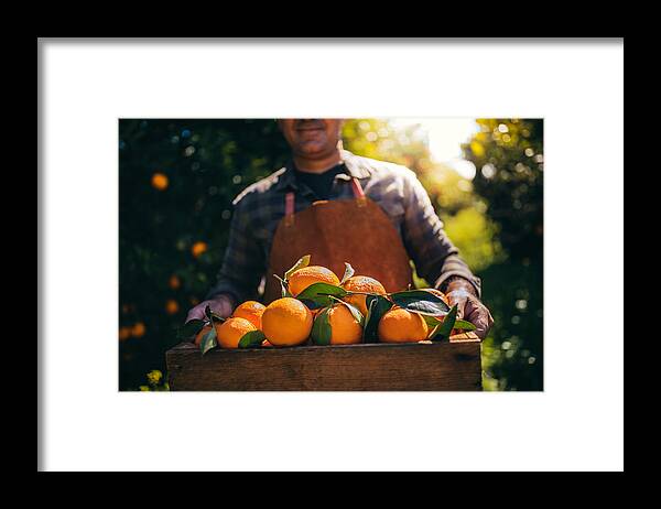 Vitamin C Framed Print featuring the photograph Farmer holding wooden box with fresh oranges in orchard by Wundervisuals