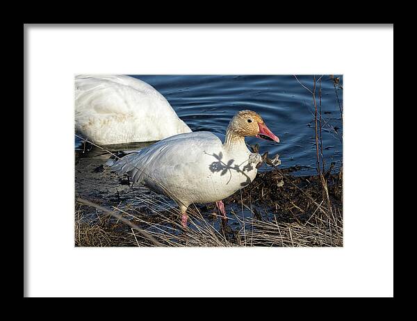 Snow Geese Framed Print featuring the photograph Fat Snow Goose on the Shore by Kathleen Bishop