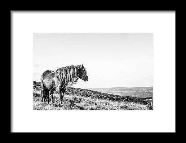 Photographs Framed Print featuring the photograph Favourite Daydream II - Horse Art by Lisa Saint