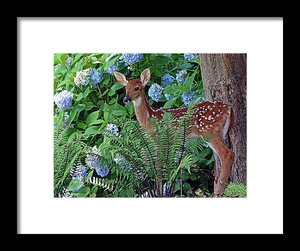 Fawn Framed Print featuring the photograph Fawn and Flower by Gina Fitzhugh