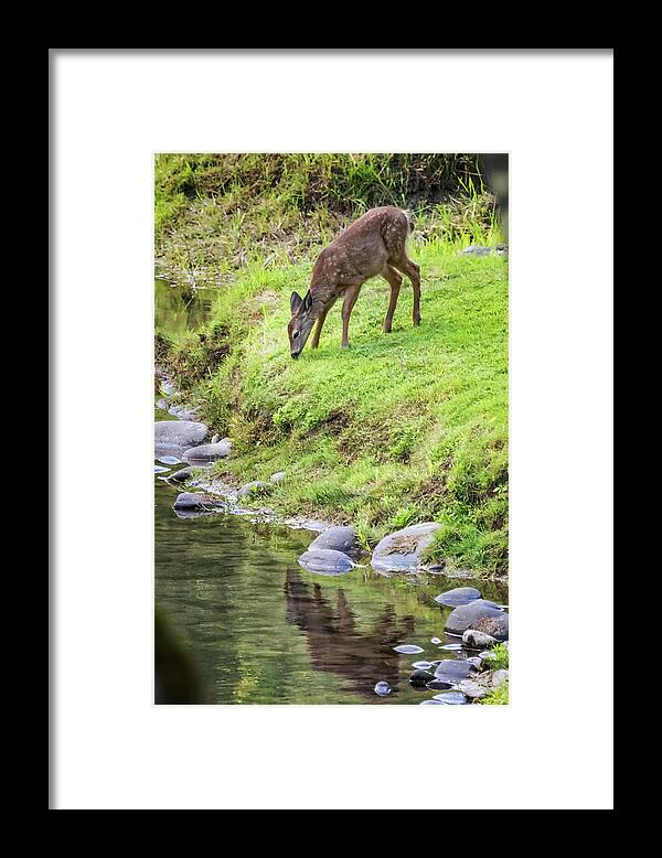 Fawn Framed Print featuring the photograph Fawn on the McKenzie, No. 5 by Belinda Greb