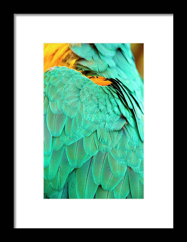 Feather Framed Print featuring the photograph Feathers by Anna Kluba
