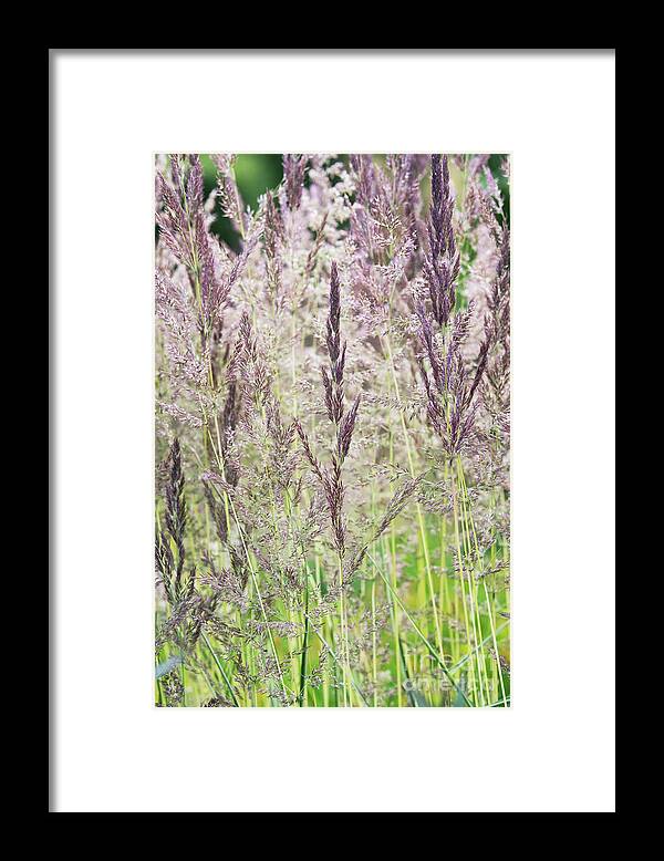 Korean Feather Reed Grass Framed Print featuring the photograph Feather Reed Grass by Tim Gainey