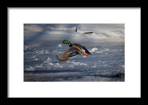 Bird Framed Print featuring the photograph Feathers on Display by Linda Bonaccorsi