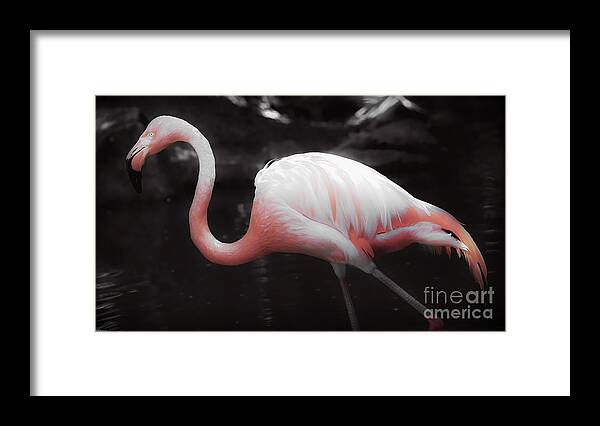 Flamingo Framed Print featuring the photograph Feathers by Veronica Batterson