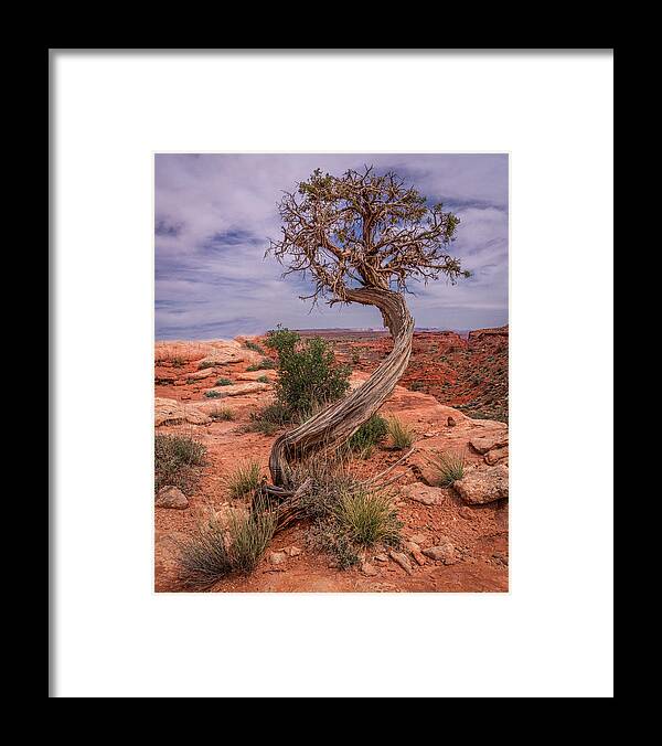 Tree Framed Print featuring the photograph February 2020 Lone Tree by Alain Zarinelli