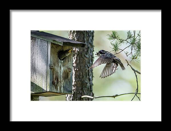Feeding Flying Starling Framed Print featuring the photograph Feeding Flying Starling by Torbjorn Swenelius