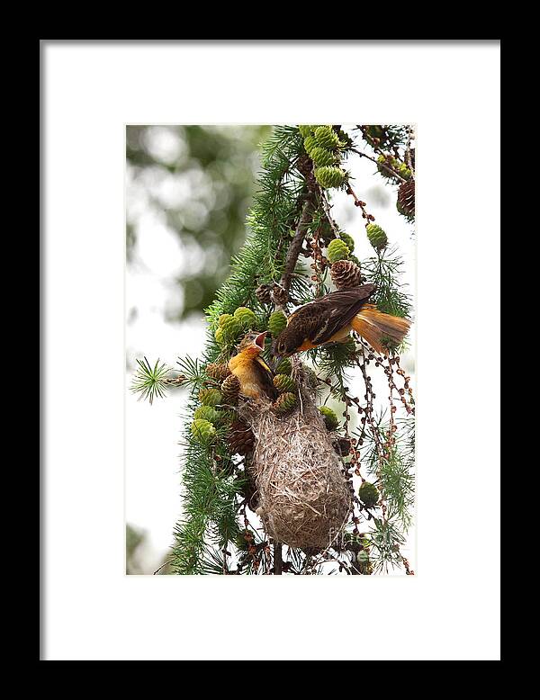 Oriole Framed Print featuring the photograph Feeding Time by Jayne Carney