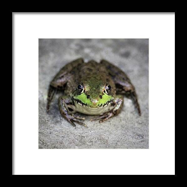 Frog Framed Print featuring the photograph Feeling Froggy by Shana Rowe Jackson
