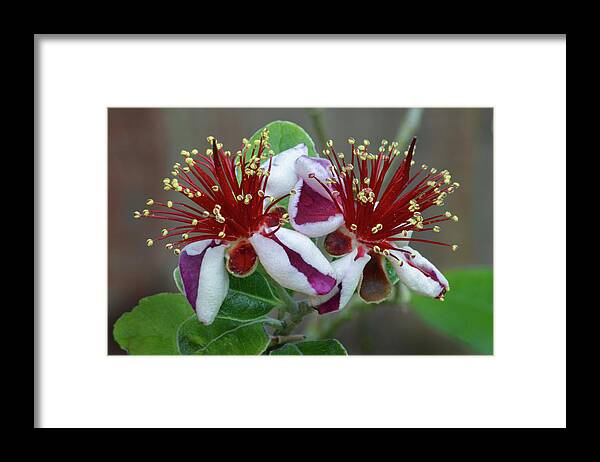 Feijoa Framed Print featuring the photograph Feijoa Twins by Terence Davis