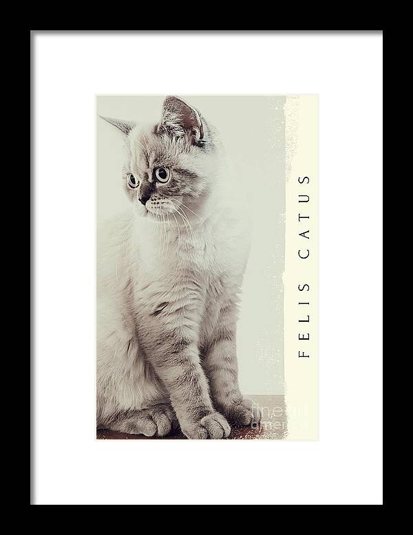 Cat Framed Print featuring the photograph Felis Catus by Claudia Zahnd-Prezioso