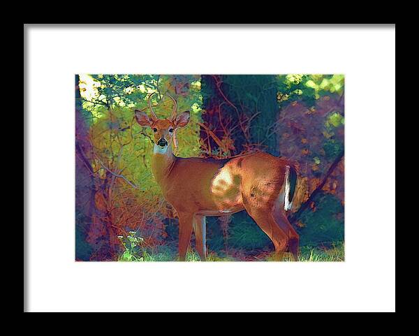 Deer Framed Print featuring the photograph Felted Colors by Bill and Linda Tiepelman