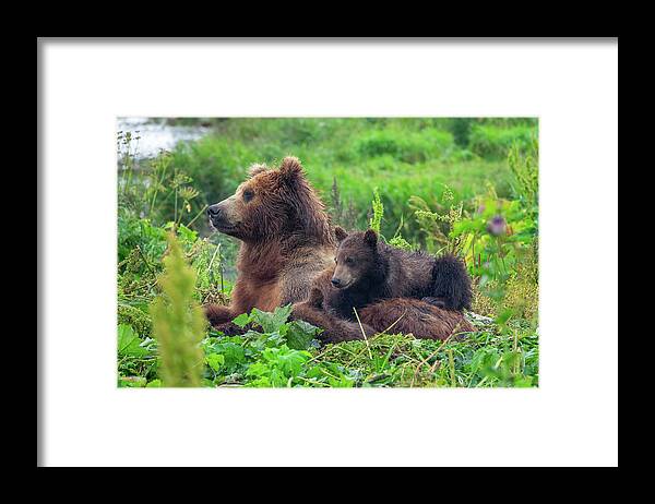 Bear Framed Print featuring the photograph Female Brown Bear And Her Cubs by Mikhail Kokhanchikov