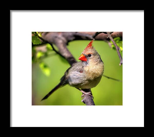 Female Framed Print featuring the photograph Female Cardinal by Al Mueller