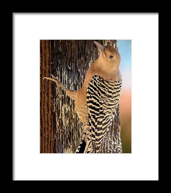 Animal Framed Print featuring the photograph Female Gila Woodpecker 220930 by Mark Myhaver
