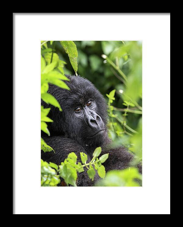 Gorilla Framed Print featuring the photograph Home by Cameron Anderson Raffan