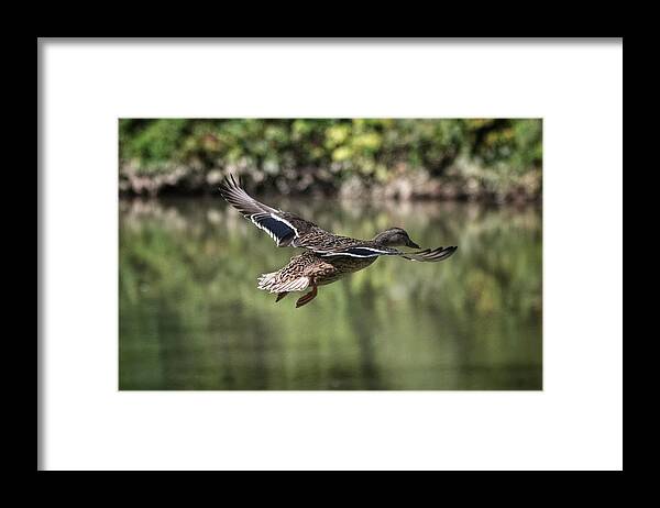 Photo Framed Print featuring the photograph Female Mallard in Flight by Evan Foster