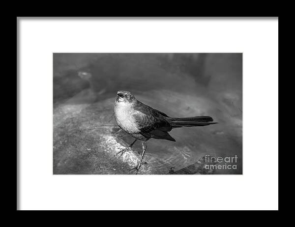 Grackle Framed Print featuring the photograph Female Mexican Grackle BW 02 by Elisabeth Lucas
