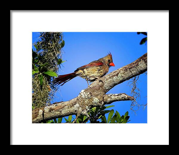 Florida Framed Print featuring the photograph Female Northern Cardinal After Bath by Ronald Lutz