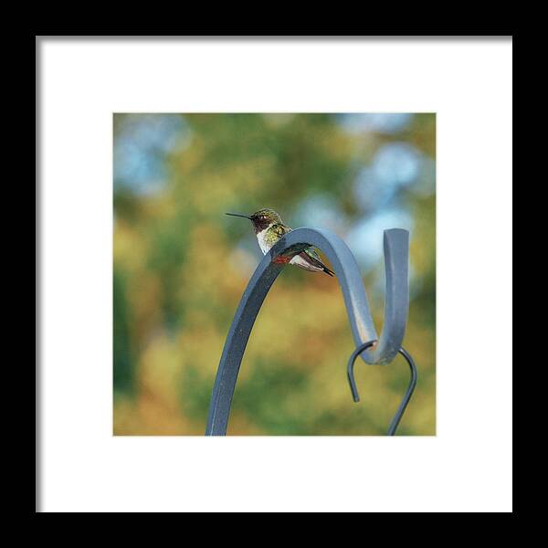 Female Framed Print featuring the photograph Female Ruby-Throated Hummingbird by Frank Mari