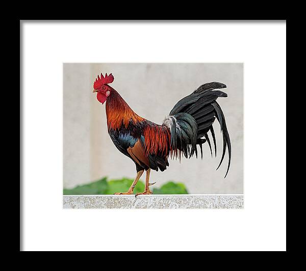 Feral Framed Print featuring the photograph Feral Rooster by Rick Mosher