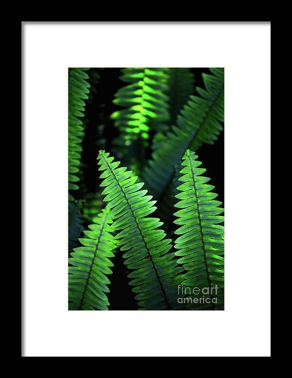 Botanical Framed Print featuring the photograph Ferns by Becqi Sherman