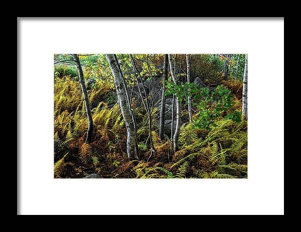 Ferns Framed Print featuring the photograph Ferns Birches and Boulders 1 by Marty Saccone