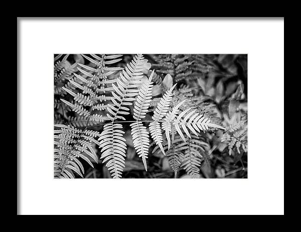 Fern Framed Print featuring the photograph Ferns in Black and White by Bob Decker