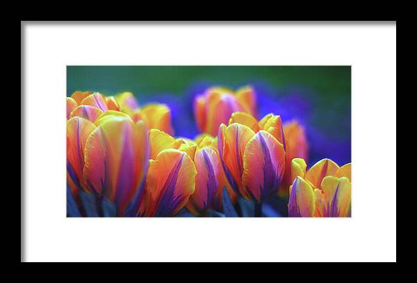 Tulips Framed Print featuring the photograph Festival of Color by Jessica Jenney