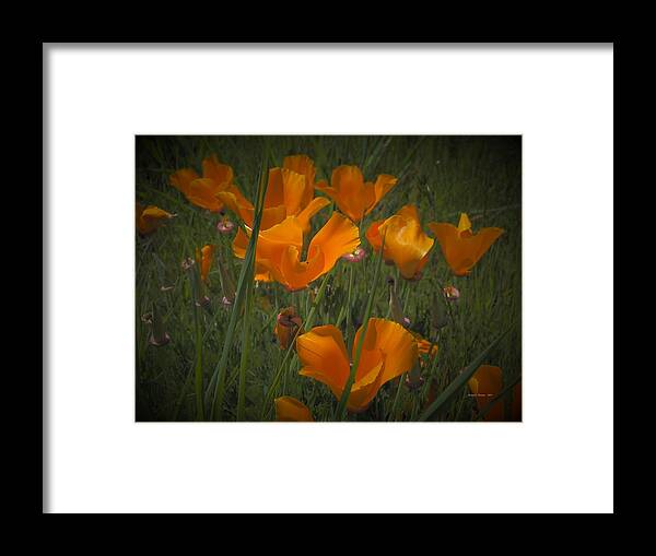 California Framed Print featuring the photograph Field of Gold by Richard Thomas