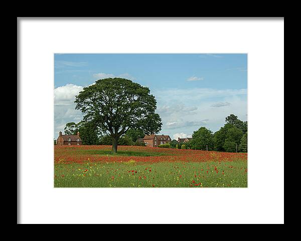 Circle Framed Print featuring the photograph Field of poppies by Average Images