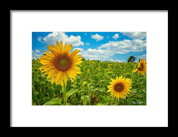 Flowers Framed Print featuring the photograph Field of Sunshine by Peg Runyan