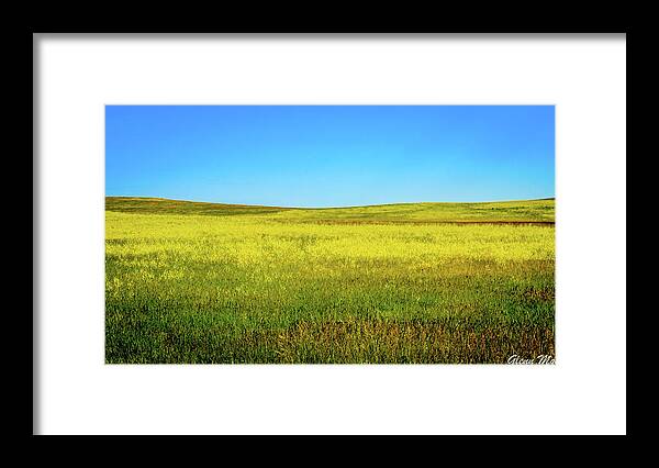 Fields Of Gold And Blue Framed Print featuring the photograph Fields of Blue and Gold by GLENN Mohs