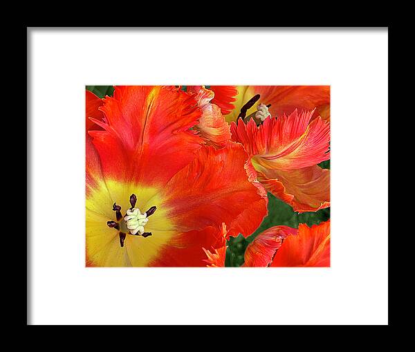 Parrot Tulip Framed Print featuring the photograph Fiery Free Spirits by Jill Love