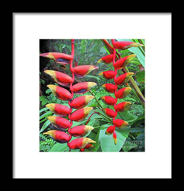 Heliconia Framed Print featuring the photograph Fiji Heliconia by Randall Weidner
