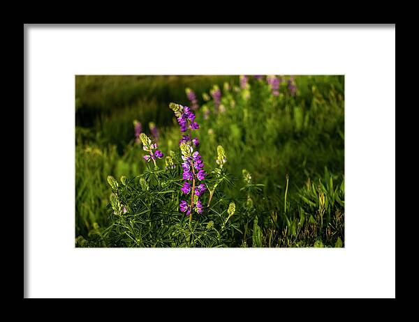Lupine Framed Print featuring the photograph Final Light on Lupine by Doug Scrima