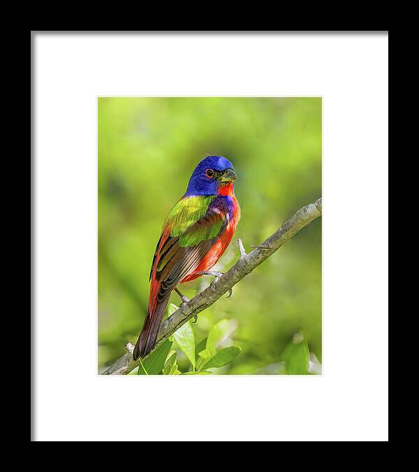 Colorful Framed Print featuring the photograph Finding Shade by Gina Fitzhugh