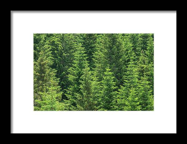 Fir Framed Print featuring the photograph Fir Trees Forest Background by Mikhail Kokhanchikov
