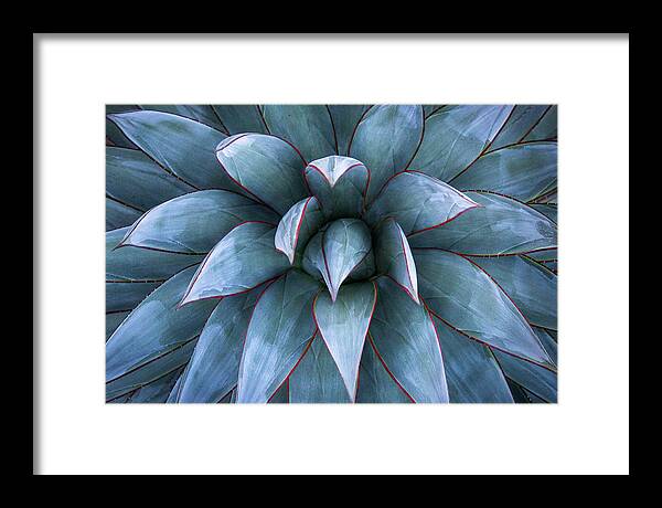 Agave Framed Print featuring the photograph Fire and Ice by Gary Geddes