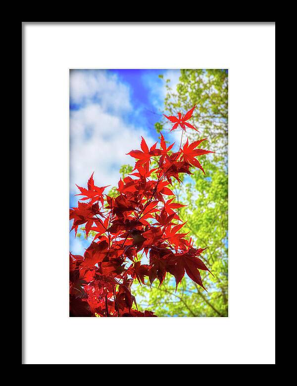Leaf Framed Print featuring the photograph Fire Red Maple by Loyd Towe Photography