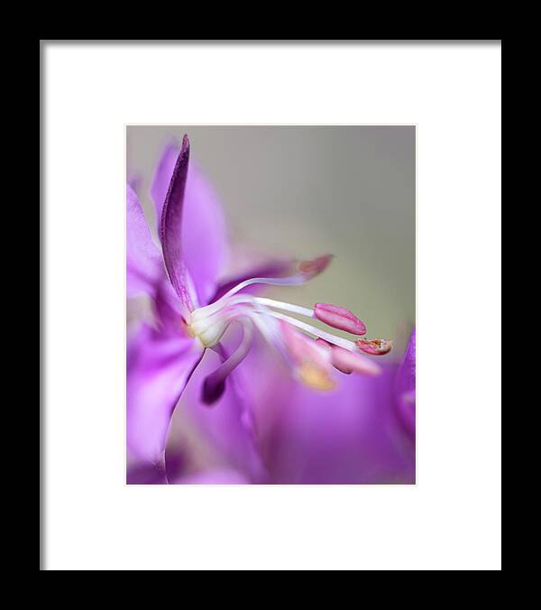 Fireweed Framed Print featuring the photograph Fireweed Close Up by Karen Rispin
