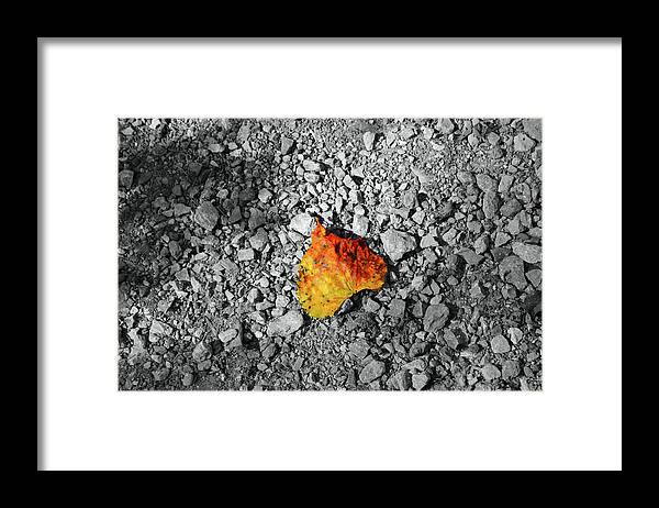 Leaf Framed Print featuring the photograph First Leaf of Autumn by Christopher Reed