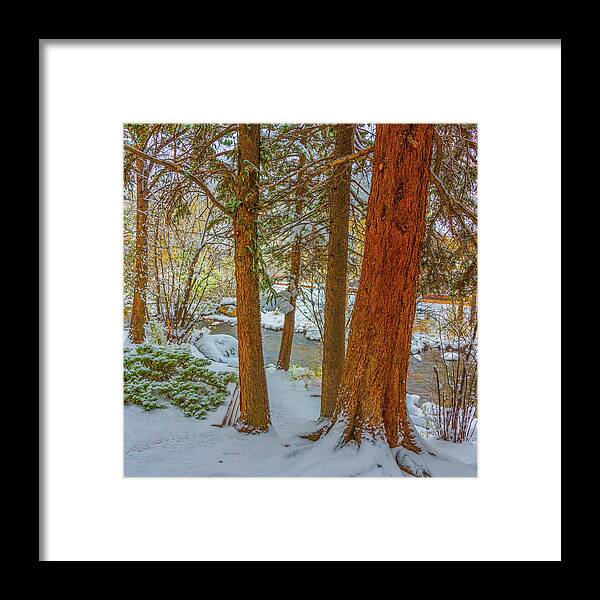 Calm Framed Print featuring the photograph Pine Trees in Snow by Tom Potter