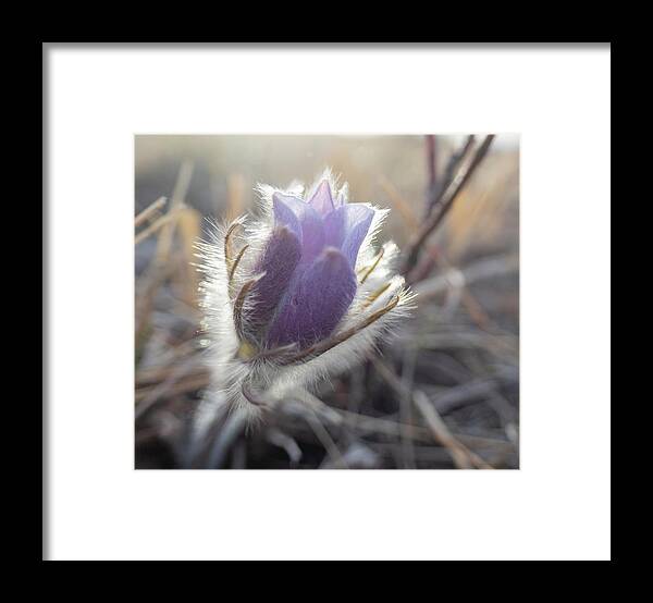 Crocus Framed Print featuring the photograph First Spring Prairie Crocus Flower by Karen Rispin