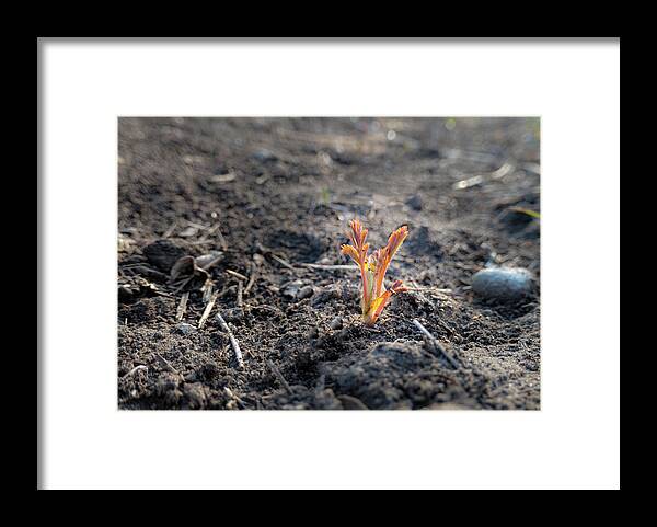 Spring Framed Print featuring the photograph First Sprouts In Spring by Karen Rispin