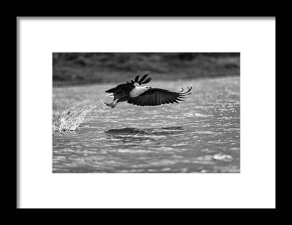 Africa Framed Print featuring the photograph Fish eagle in flight - monochrome by Murray Rudd