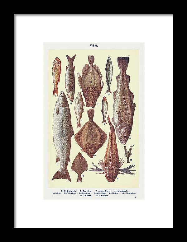 Fish Framed Print featuring the drawing Fish I by Mrs Beeton